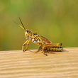 Giant grasshopper in Everglades, Florida
