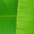 Banana leaf