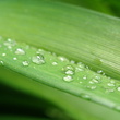 Raindrops ... | Zemun, Belgrade, Serbia